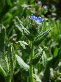 Anchusa arvensis